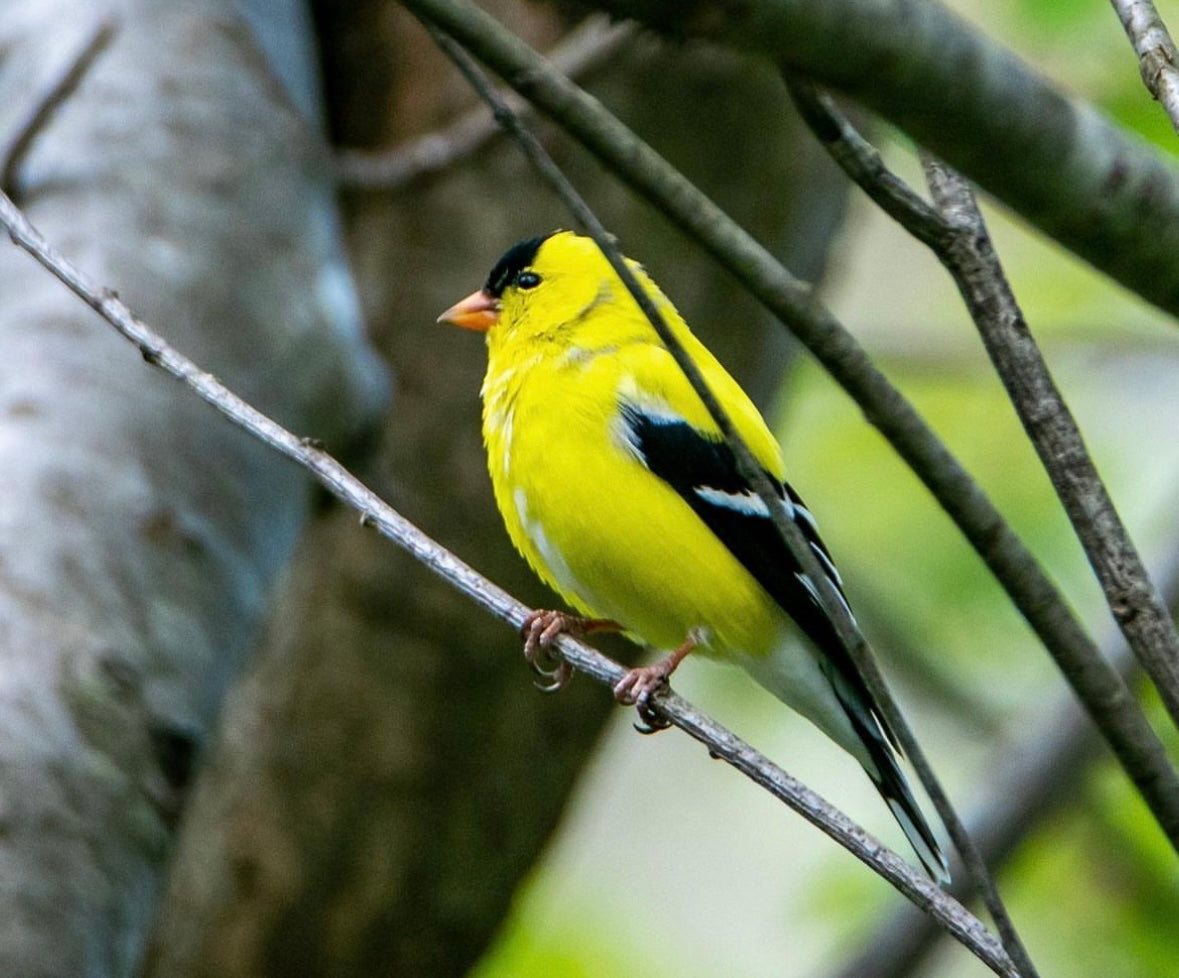 “American Goldfinch” (New Jersey State Bird) Oyster Shell