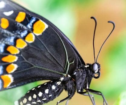 “Black Swallowtail” (New Jersey State Butterfly) Oyster Shell