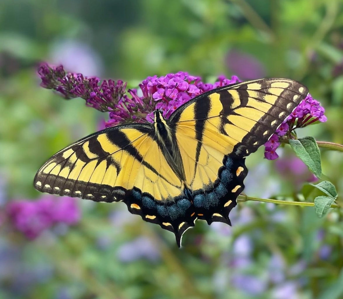 “Eastern Tiger Swallowtail” Oyster Shell